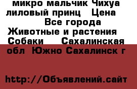 микро мальчик Чихуа лиловый принц › Цена ­ 90 - Все города Животные и растения » Собаки   . Сахалинская обл.,Южно-Сахалинск г.